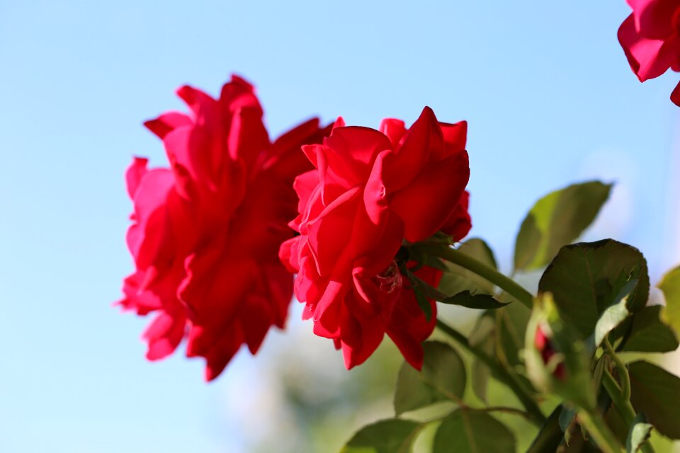 Romantic blue sky nature
