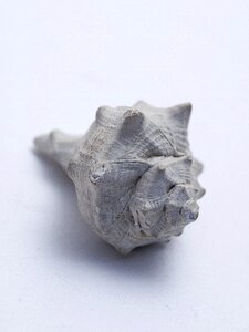 Shell nature sea