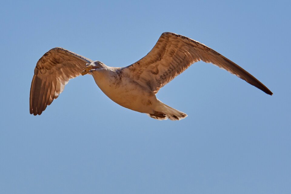 Flight wing flying