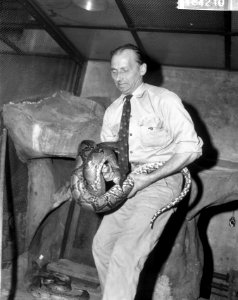 Verzorger J. van Maarsel bezig met het vervoer van een python, Bestanddeelnr 918-4210