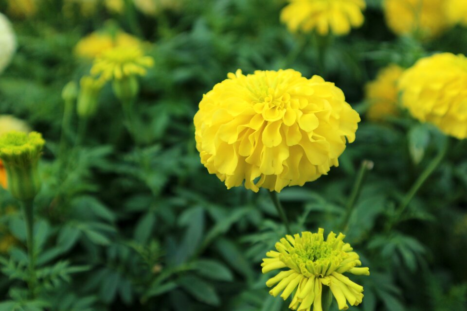 Flowers yellow fresh flowers