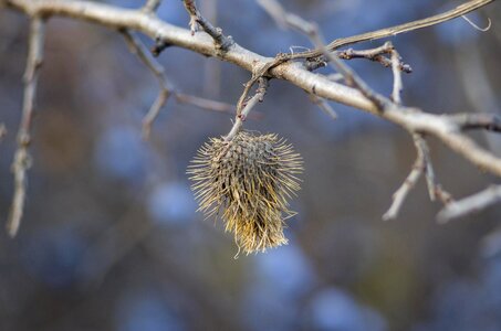 Flower plant bloom