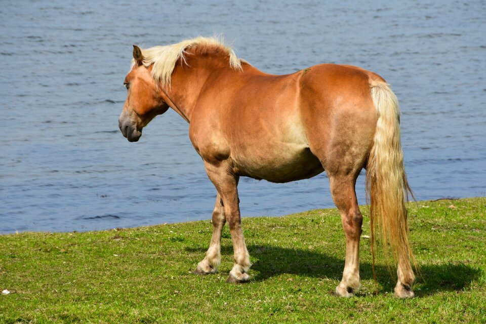 Haflinger pasture water