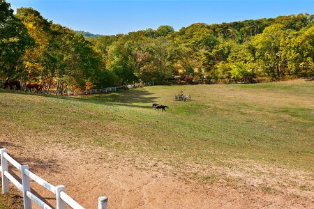 Ranch horse sky