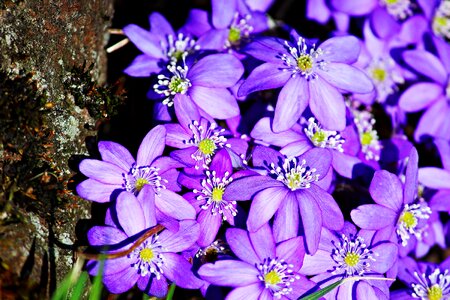 Blossom bloom flower photo