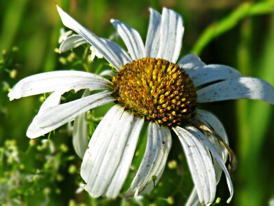 Nature meadow grass
