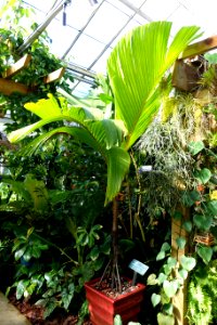 Verschaffeltia splendida - Marie Selby Botanical Gardens - Sarasota, Florida - DSC00870