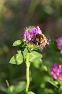 Clover red blue photo