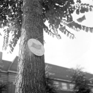 Versierde boom in de Beethovenstraat, Bestanddeelnr 255-7013