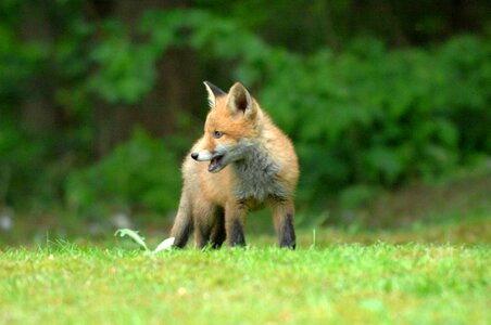 Mammals fox wild photo