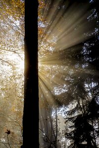 Rays sun forest photo