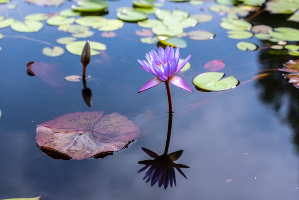 Culture arboretum byeokchoji reflect