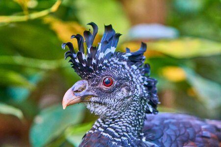 Feather animal world wing
