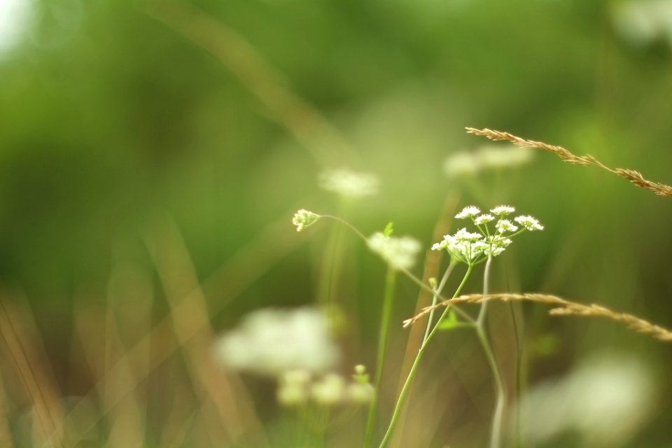 Verdiblanco (262560747)