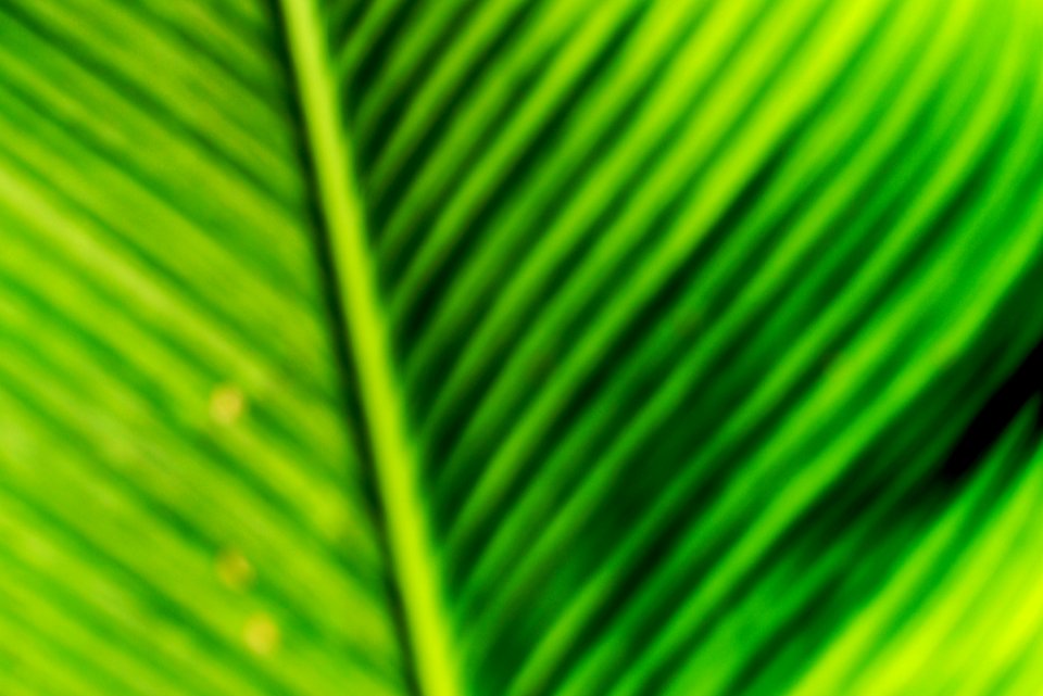 Verde Verde (215289979)