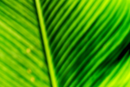 Verde Verde (215289979)