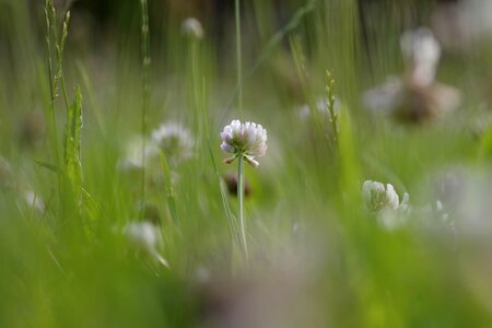 Flower clover white photo