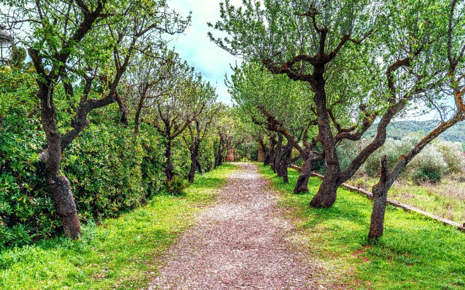 Nature landscape wood