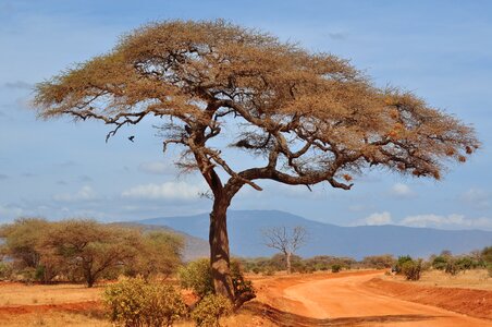Dry sky savannah