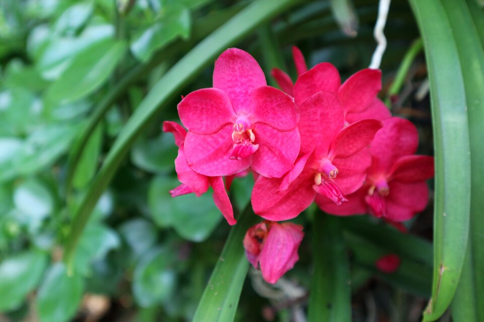 Ornamental kind of wood orchid