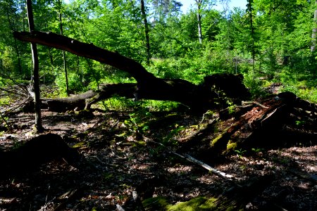 Verbrannte Rieseneiche Sauerbusch