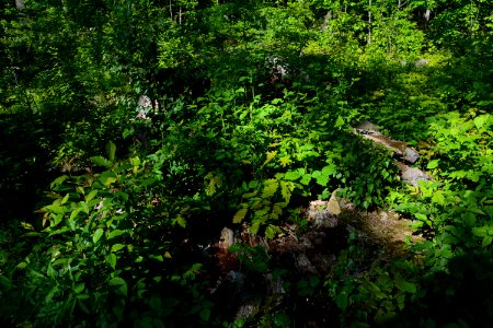 Verbrannte Rieseneiche Sauerbusch (4)