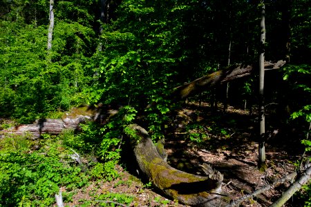 Verbrannte Rieseneiche Sauerbusch (2)