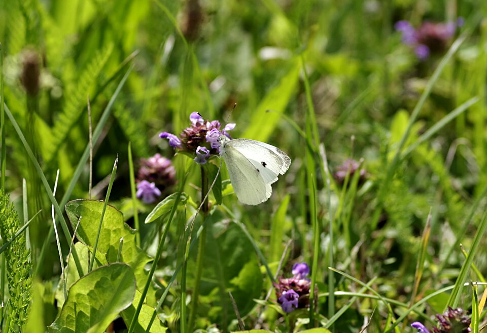 Meadow pieris brassicae insect