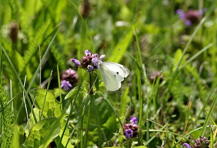 Meadow pieris brassicae insect