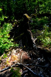 Verbrannte Rieseneiche Sauerbusch (5)