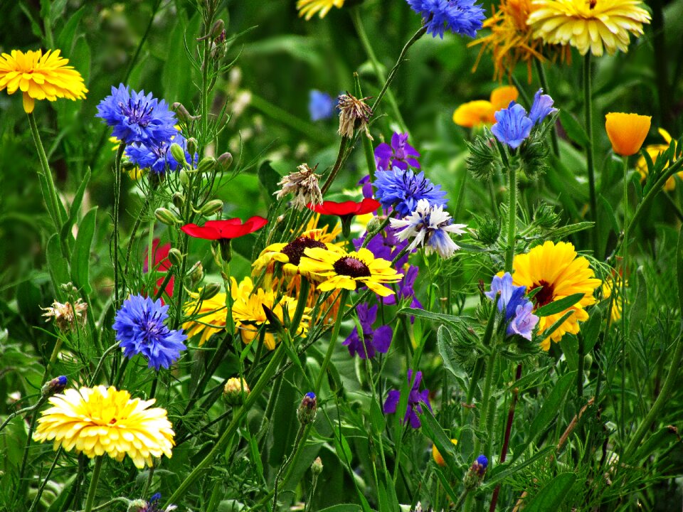 Nature garden plant