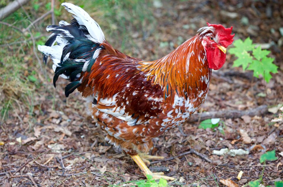 Feathers french cock chicken