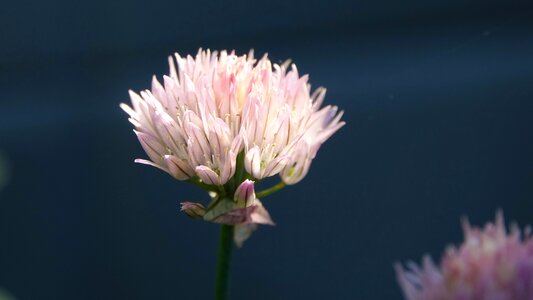 Nature wild plant