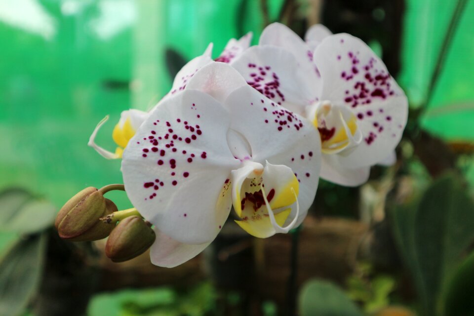 Ornamental kind of wood orchid