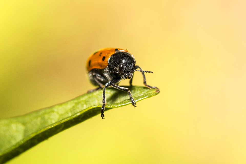 Colors macro insect