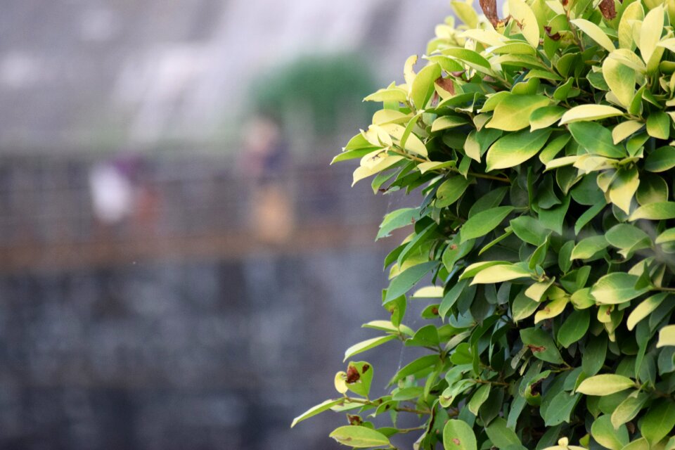 Green leaf environment ecology