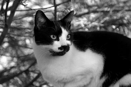 Cat pet animal