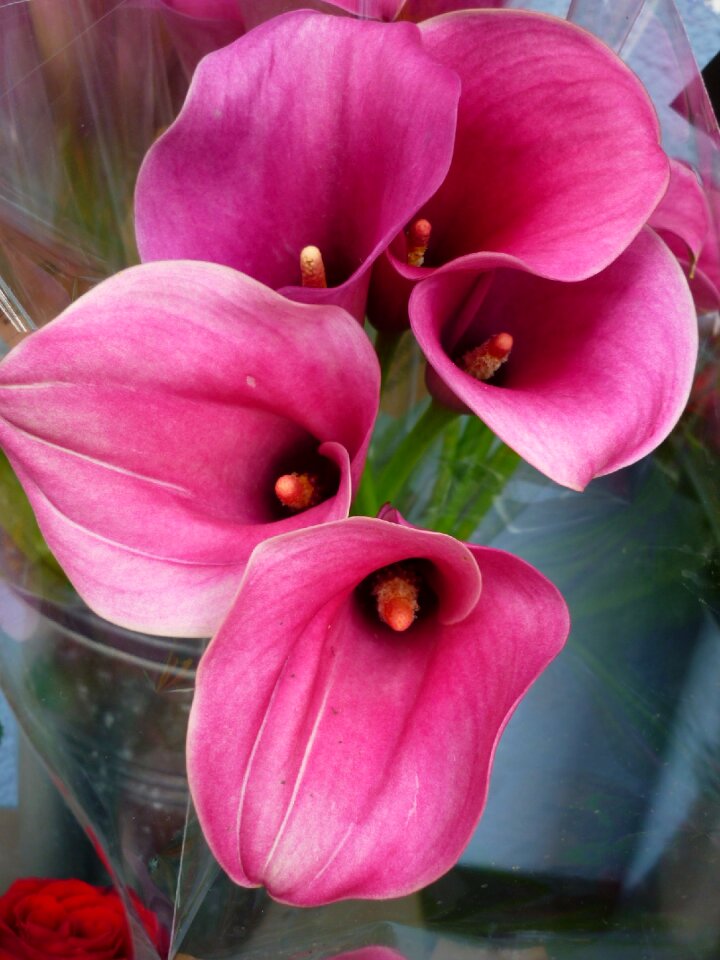 Blossom bloom pink