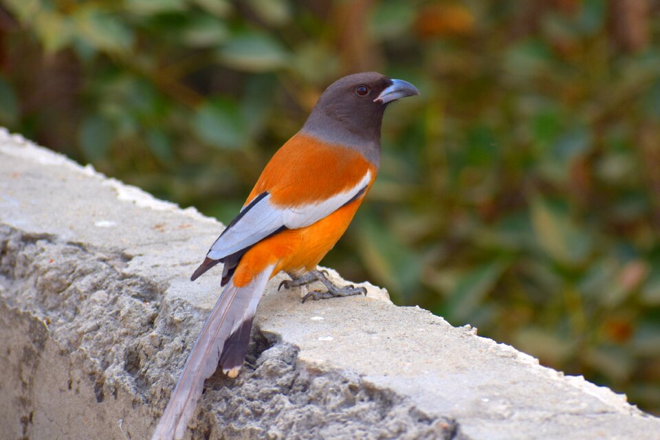 Orange bird bird nature