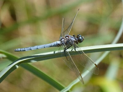 Winged insect detail orthetrum brunneum photo