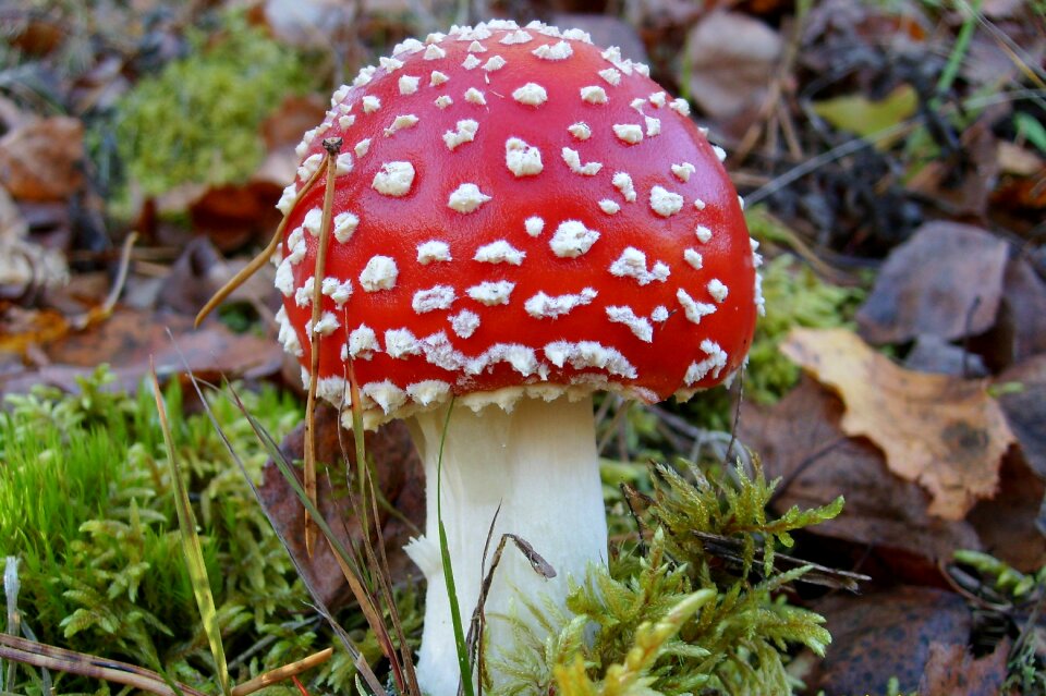 Mushroom amanita poisonous
