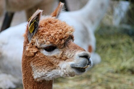 Lama camel paarhufer photo