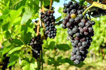 Grapevine winegrowing ripe grapes photo