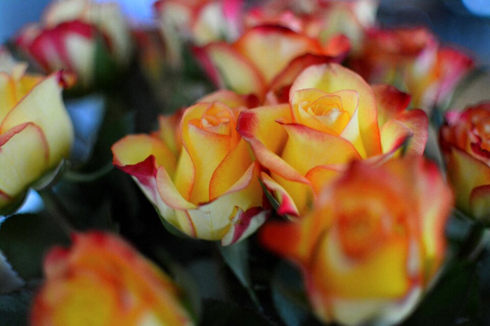 Rosebush orange yellow flower