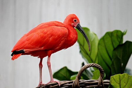 Bird orange red