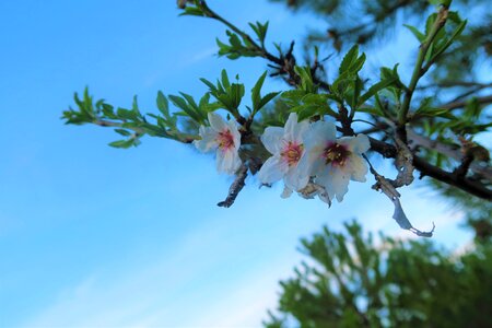 Plant blooming almond