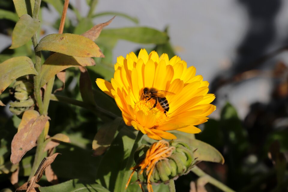 Flower yellow insect