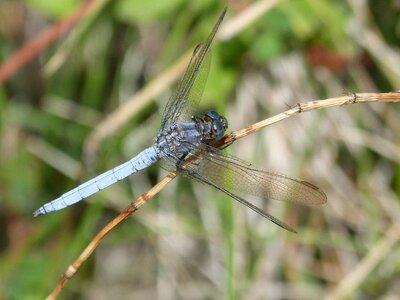 Winged insect detail orthetrum brunneum