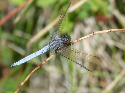 Winged insect detail orthetrum brunneum photo