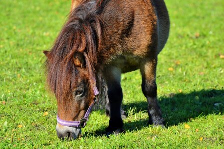 Brown small horse breed